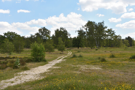 Groote Heide.