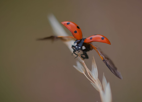 ladybug take off