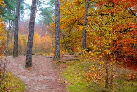 Herfst in de oostelijke Veluwe