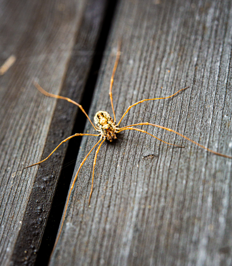 Mean spider