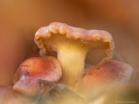 Hanenkam kabouterhuis