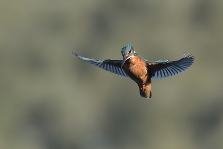 biddende ijsvogel