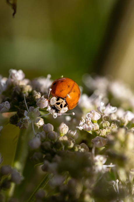 Lieveheersbeestje in avondlicht