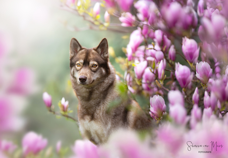De wolf en de magnolia's