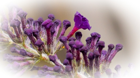 Macrofoto van de bloemen van een vlinderstruik.