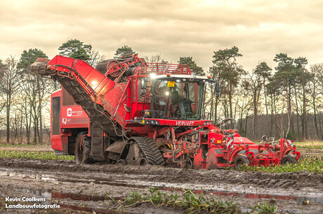 Suikerbieten rooien