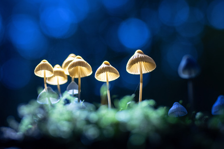 De magische wereld van het bos