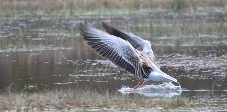 landende gans 