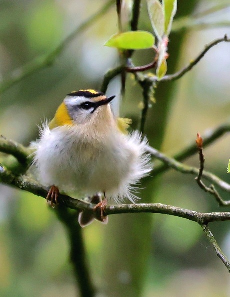 Vuurgoudhaantje zo schattig