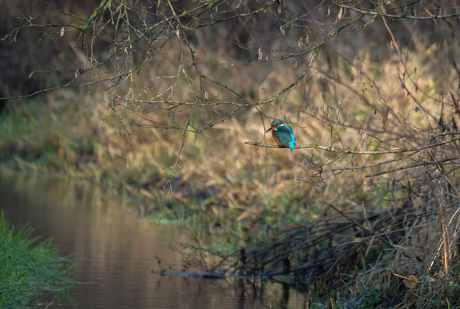 Kingfisher on the lookout