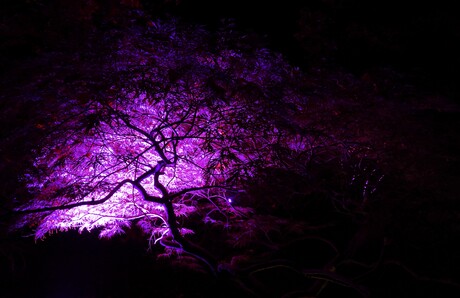 Het lichaam van een boom