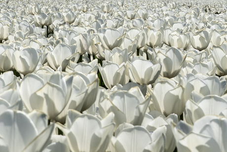Tulpenbrij.