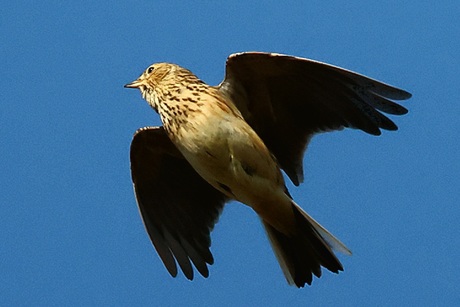 Veld leeuwerik