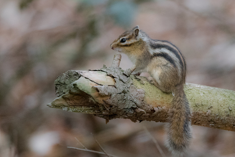 Syberische grondeekhoorn.