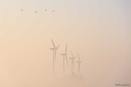 Ganzen boven de mist