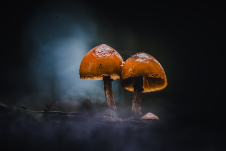 Herfst Speulderbos - Paddestoelen