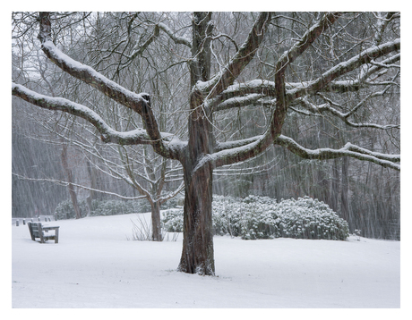 Baarse boom met bankje