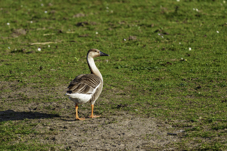 Zwaan of Gans?