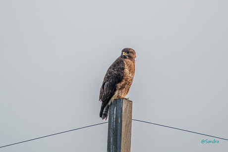 Buizerd