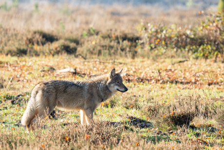 Wolf in ochtendzon