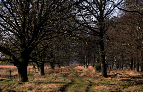Winterwandeling in Drenthe