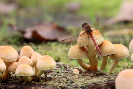 Herfst en zomer komen samen.