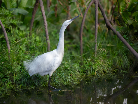 Kleine Zilverreiger 