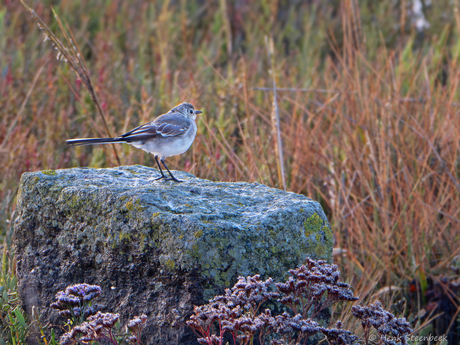 Kwikstaart op basaltblok