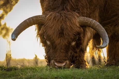 Schotse hooglander