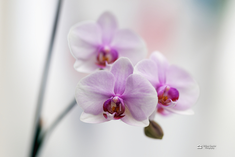 Phalaenopsis Elion Orchidee 