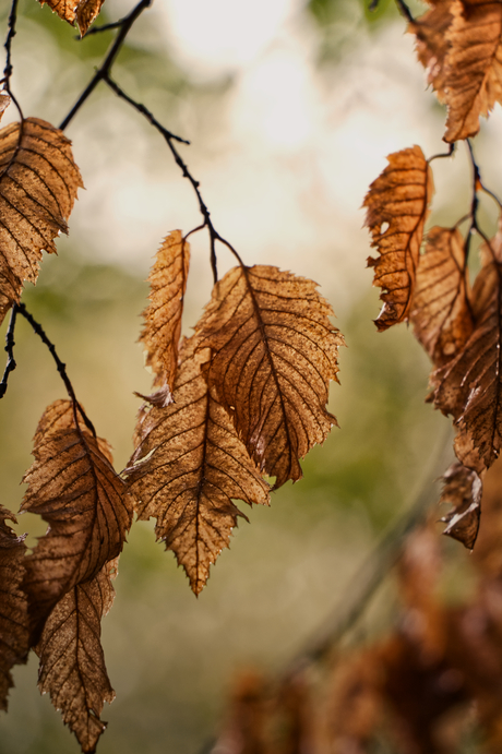 Herfst