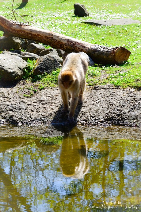 Berberaap 
