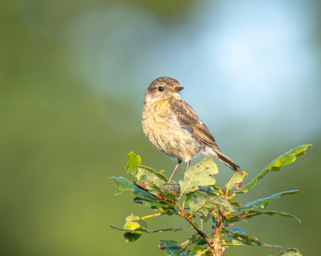 Jonge roodborst tapuit 