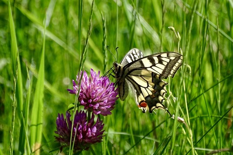 Koninginnenpage op rode klaver