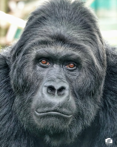 Gorilla