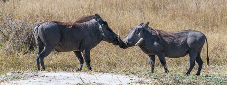 Kissing Warthogs