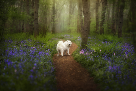 pad tussen de boshyacinten