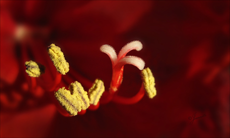 Het  zonnetje in huis.....