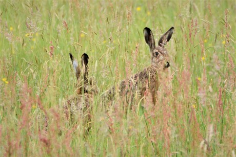 Hazen in het veld