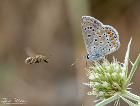 Mediterraan icarusblauwtje (Polyommatus celina)