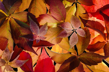 Autumn Vibes