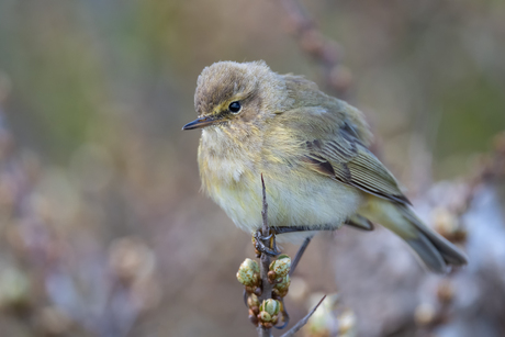 tjiftjaf in de duinen