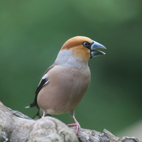 Appelvink