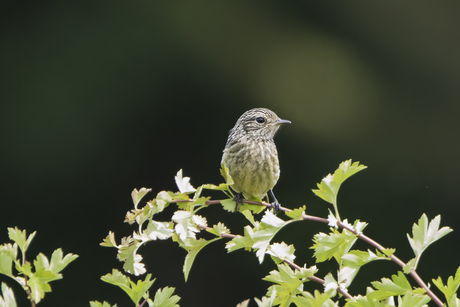 Jonge roodborsttapuit