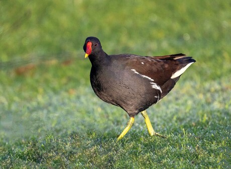waterhoen aan de wandel