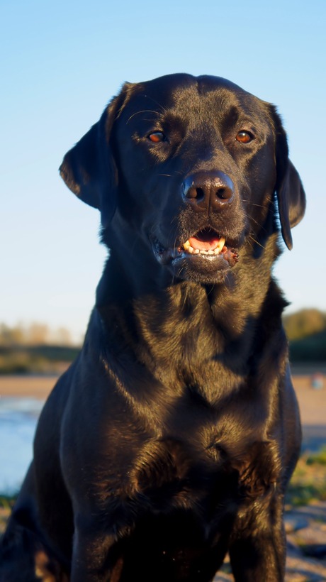 Zwarte labrador portret