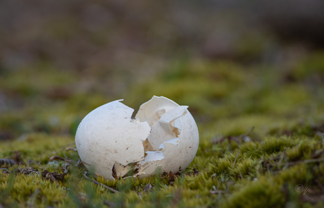 niet iedereen haalt de lente