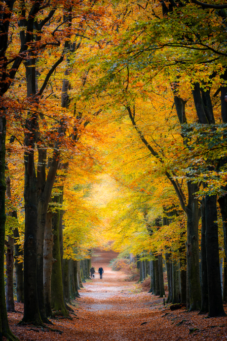 Herfst in de bossen van Amerongen