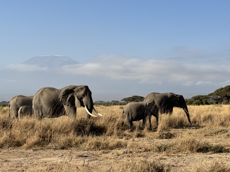 Olifanten in Kenia