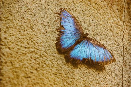 de blauwe morpho